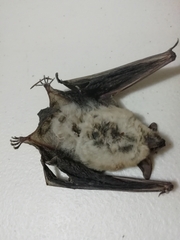 Myotis
