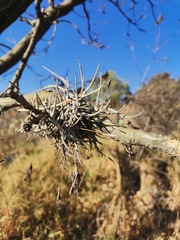 Tillandsia recurvata