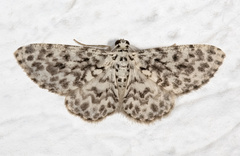 Hymenomima umbelularia
