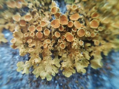 Xanthoria parietina