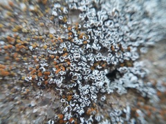 Lecanora