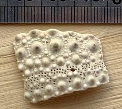 Evechinus