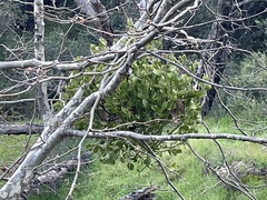 Phoradendron macrophyllum