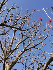 Erythrina americana
