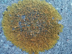 Xanthoria