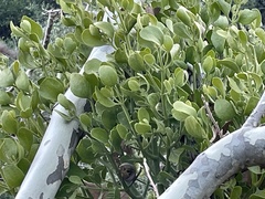 Phoradendron macrophyllum