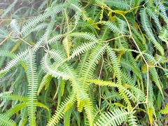 Gleichenella pectinata