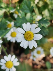Tanacetum parthenium