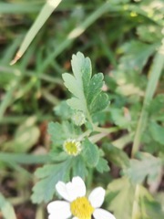 Tanacetum parthenium