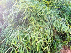 Gleichenella pectinata