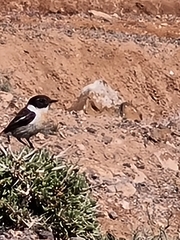 Saxicola dacotiae