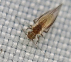 Psocodea