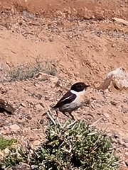Saxicola dacotiae