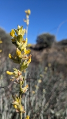 Anthyllis cytisoides