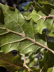 Quercus × ganderi