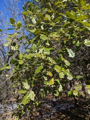 Quercus × ganderi