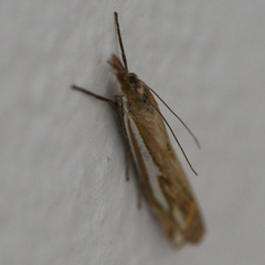 Crambus pratella