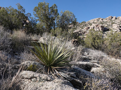 Nolina bigelovii