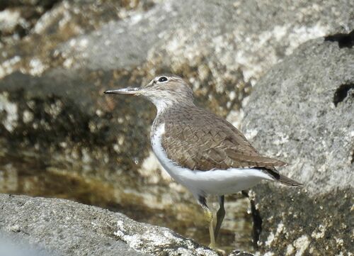 Andarríos chico (Actitis hypoleucos)