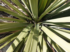 Nolina bigelovii