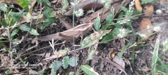 Xyleus discoideus