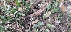 Xyleus discoideus