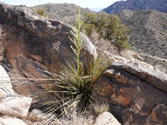 Nolina bigelovii