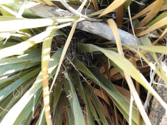 Nolina bigelovii