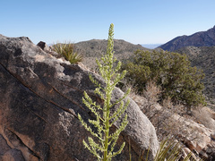 Nolina bigelovii