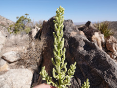 Nolina bigelovii