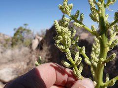 Nolina bigelovii