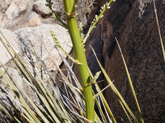 Nolina bigelovii