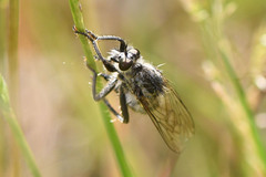 Dysmachus trigonus