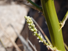 Nolina bigelovii