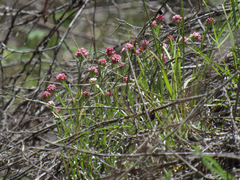 Antennaria rosea