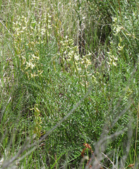 Astragalus atropubescens