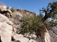 Nolina bigelovii