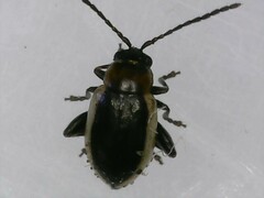 Longitarsus dorsalis