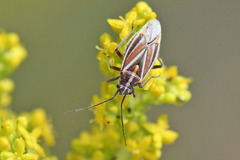 Horistus orientalis