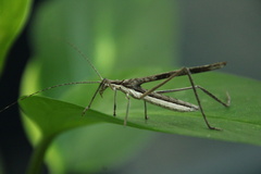 Zaprochilus australis