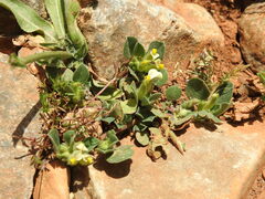 Tripodion tetraphyllum