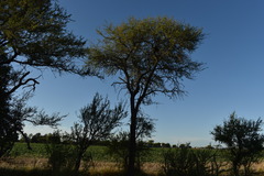 Prosopis