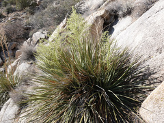 Nolina bigelovii