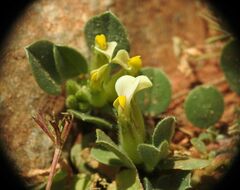 Tripodion tetraphyllum