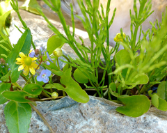 Halerpestes cymbalaria