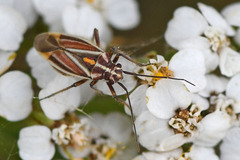 Horistus orientalis