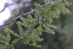 Prosopis