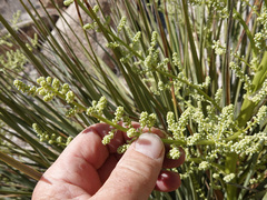 Nolina bigelovii