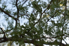 Prosopis