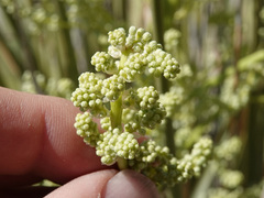Nolina bigelovii